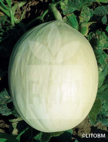 Melone – BRANCO DO RIBATEJO