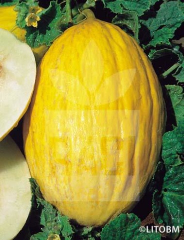 Melone – JAUNE CANARIA 3
