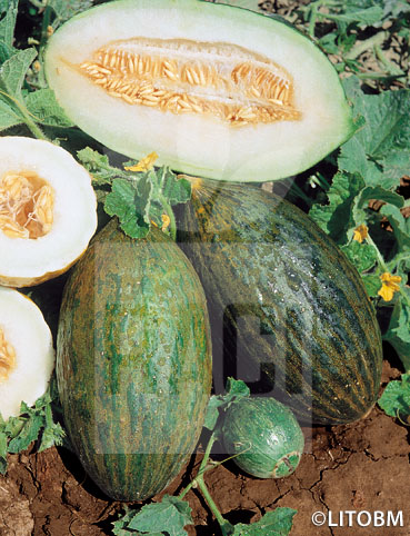 Melone – PELE DE SAPO