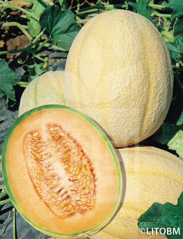 Melone – RETATO DEGLI ORTOLANI