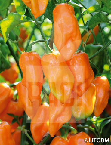 Peperone – HABANERO ARANCIO