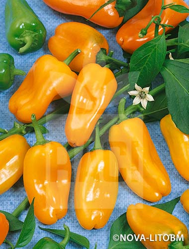 Peperone – HABANERO GIALLO