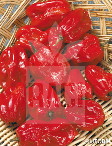 Peperone – HABANERO ROSSO