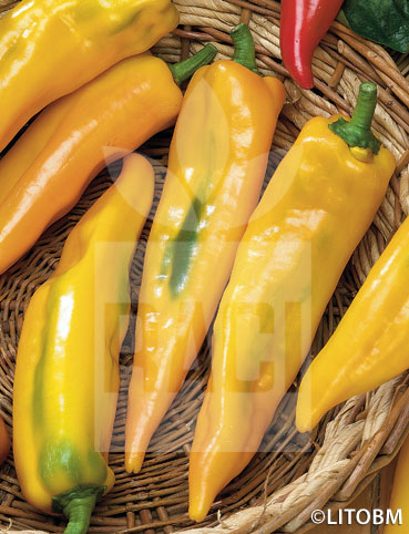 Peperone – CORNO DI TORO GIALLO