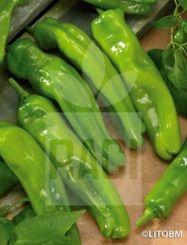 Peperone – FRIGGITELLO