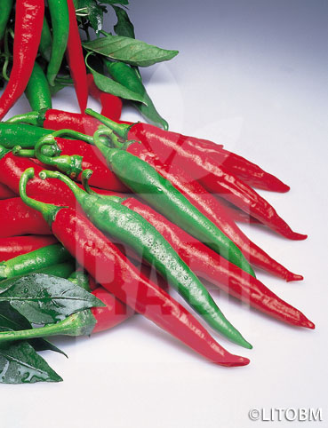 Peperone – PICCANTE DI CAYENNA
