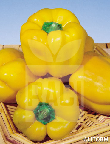 Peperone – QUADRATO D’ASTI GIALLO