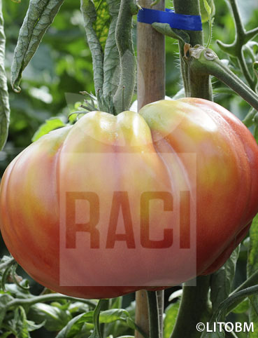 Pomodoro – BRANDYWINE