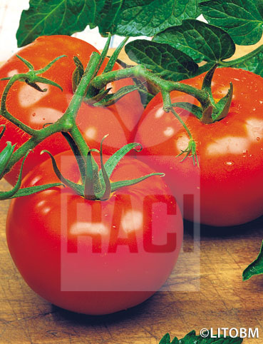 Pomodoro – CAMPBELL 33
