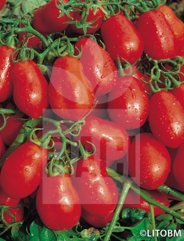 Pomodoro – CHICO III