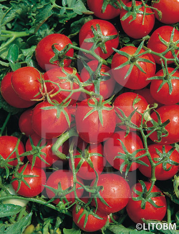 Pomodoro – DAVIS UC 82