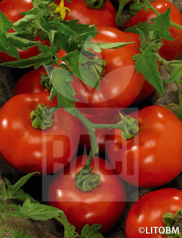 Pomodoro – MARGLOBE
