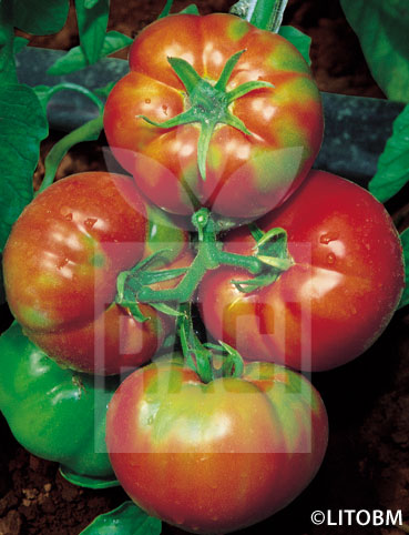 Pomodoro – MARMANDE