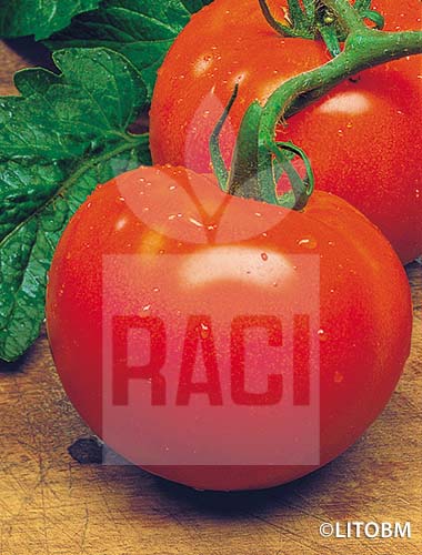 Pomodoro – MONTECARLO F1