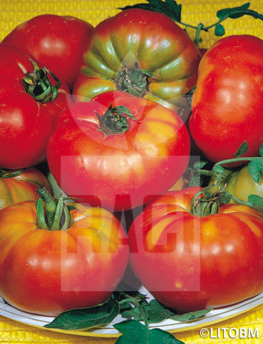 Pomodoro – PANTANO ROMANESCO
