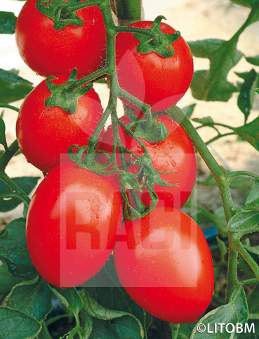 Pomodoro – PEELMECH