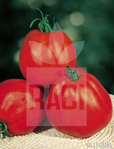 Pomodoro – RED PEAR