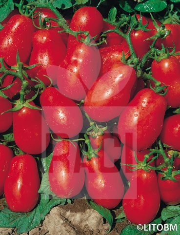 Pomodoro – ROMA VF