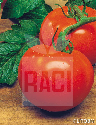 Pomodoro – S. PIERRE
