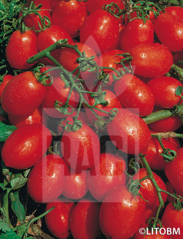 Pomodoro – SUPER STRAIN B