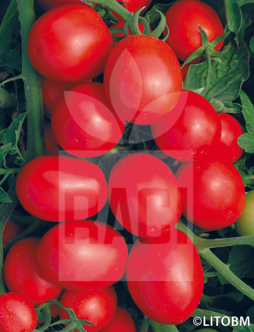 Pomodoro – VF 10