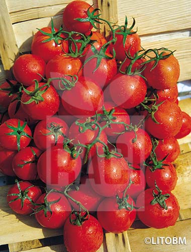 Pomodoro – CILIEGIA NANO