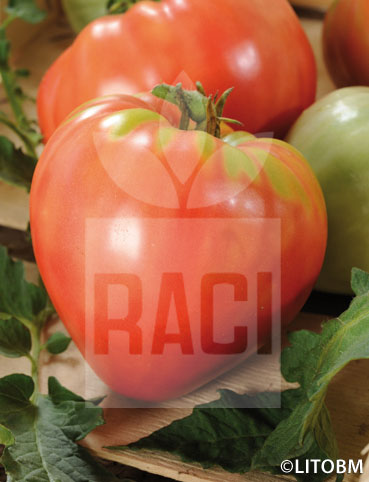 Pomodoro – CUOR DI BUE