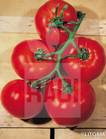 Pomodoro – MERAVIGLIA DEL MERCATO
