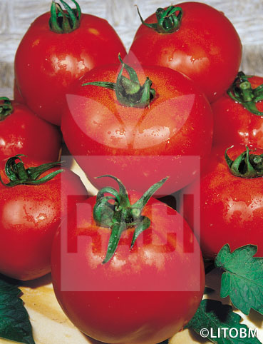 Pomodoro – MOBIL