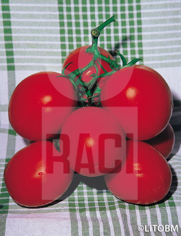 Pomodoro – PETO 86