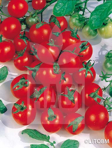 Pomodoro – RED CHERRY F1