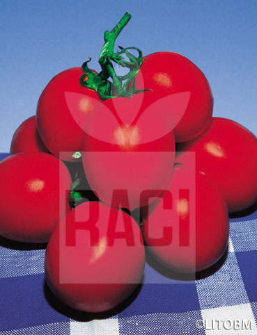 Pomodoro – RIO GRANDE