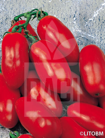 Pomodoro – S. MARZANO 2