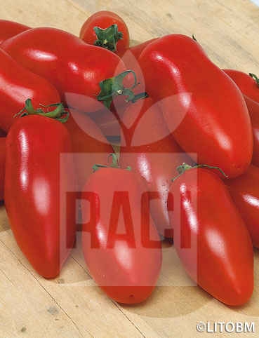 Pomodoro – S. MARZANO NANO