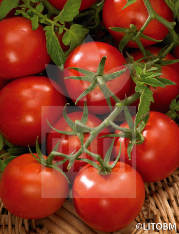 Pomodoro – TONDINO MAREMMANO