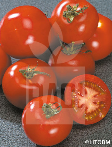 Pomodoro – URBANA VF