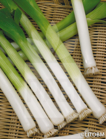 Porro – LUNGO DELLA RIVIERA