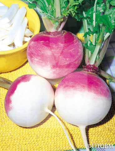 Rapa – TONDA A COLLETTO VIOLA