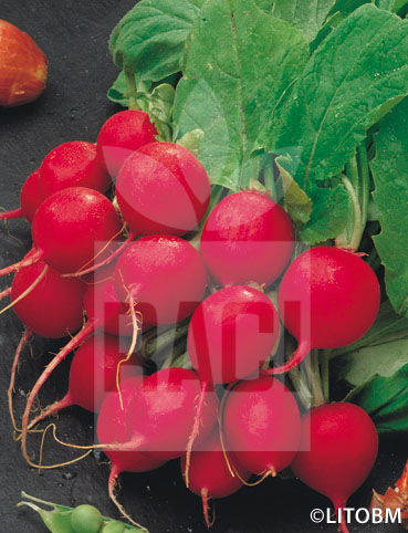 Ravanello -CHERRY BELLE