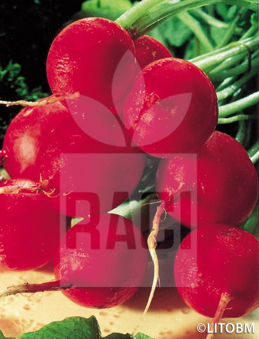 Ravanello -ROSSO GIGANTE SARDO