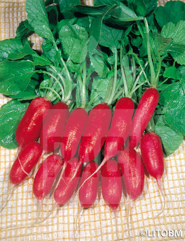 Ravanello -ROSSO OLIVA