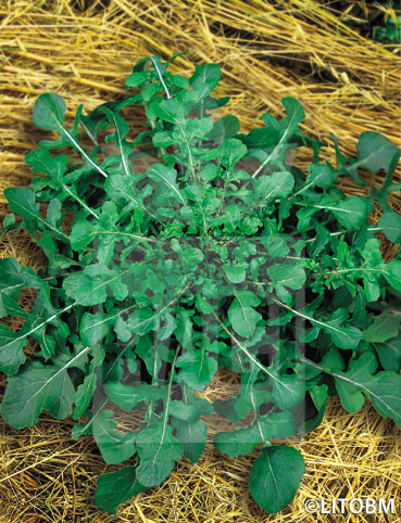 Rucola – COLTIVATA