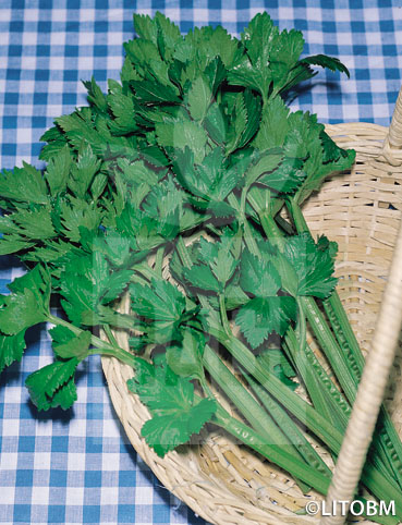 Sedano – VERDE DA TAGLIO