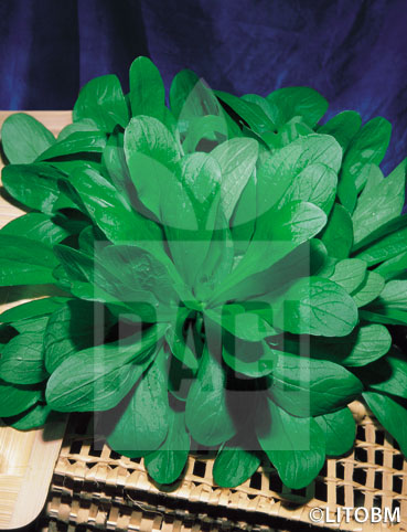 Valeriana – D’OLANDA A SEME GROSSO