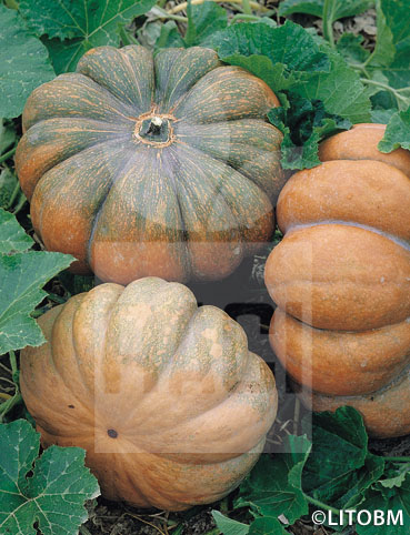 Zucca – MUSCADE DE PROVENCE