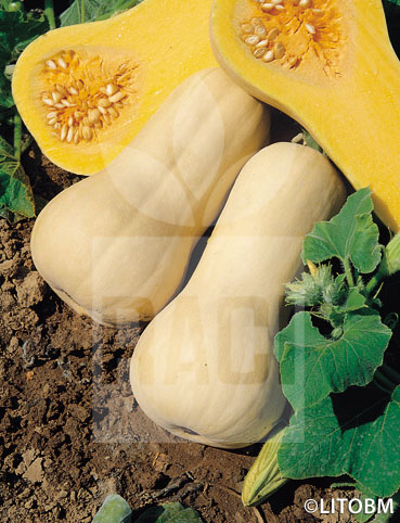 Zucca – WALTHAM BUTTERNUT