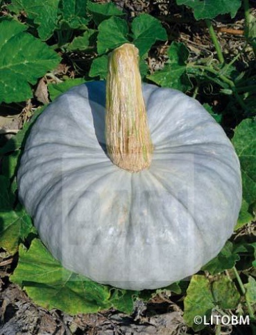 Zucca – BERRETTA PIACENTINA