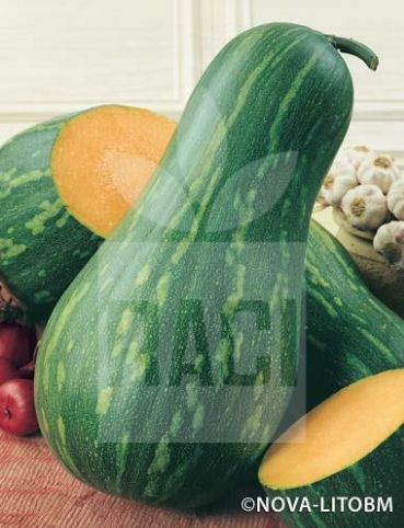 Zucca – LUNGA DI NAPOLI