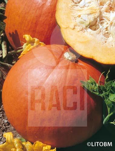 Zucca – QUINTALE SEME GIALLO