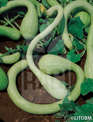 Zucca – TROMBONCINO D’ALBENGA